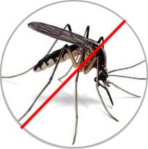 Mosquitoes Pest Control