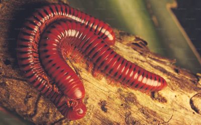 চ্যালা পোকা দূর করার উপায়