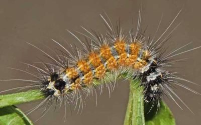 বিছা পোকা তাড়ানোর উপায়