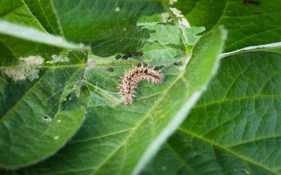 লেদা পোকা মারার উপায়